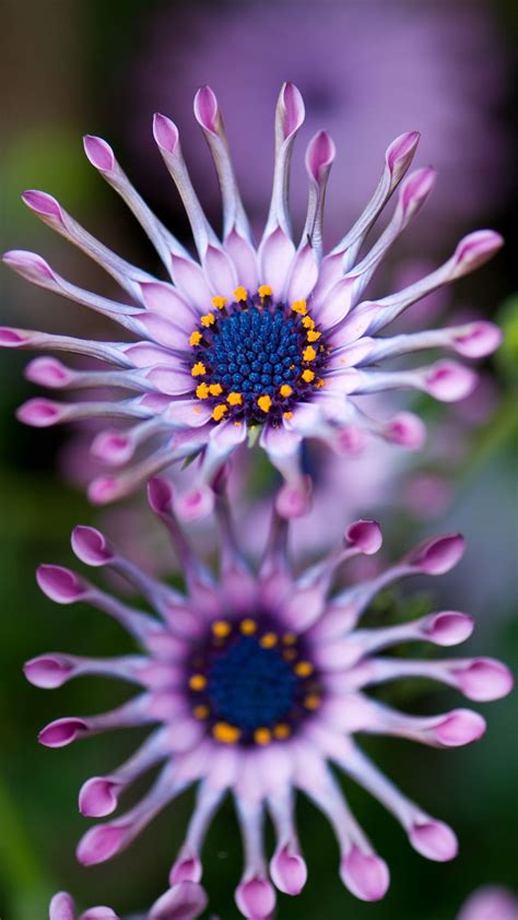 Download wallpaper 938x1668 osteospermum, african daisy, flower, exotic ...