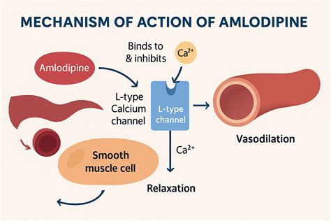 Mechanism of Action of Amlodipine