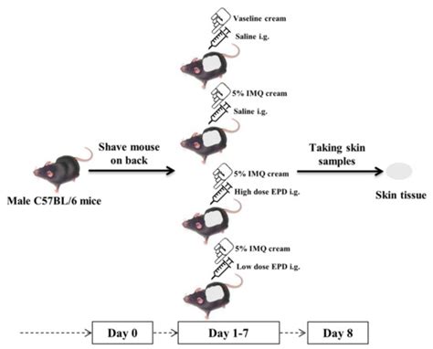 Datura Metel L. Ameliorates Imiquimod-Induced Psoriasis-Like Dermatitis ...