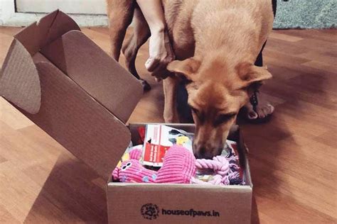 House Of Paws Online Pet Store | LBB, Bangalore