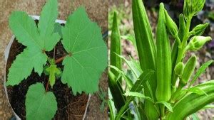 VibeX ® VLR-153 Organic Bhindi Okra Seeds (Lady Finger) Seed Price in ...