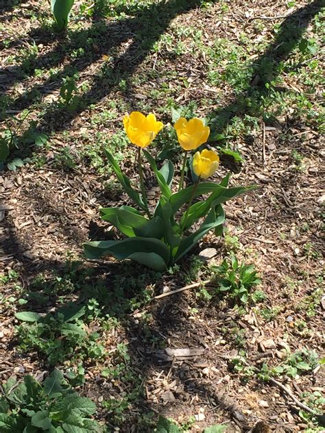 Wide World of Weather: DC’s March 2025 weather keeps rare company