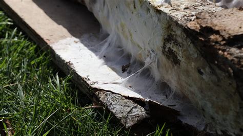 What Is Dry Rot? - UK Restoration Services