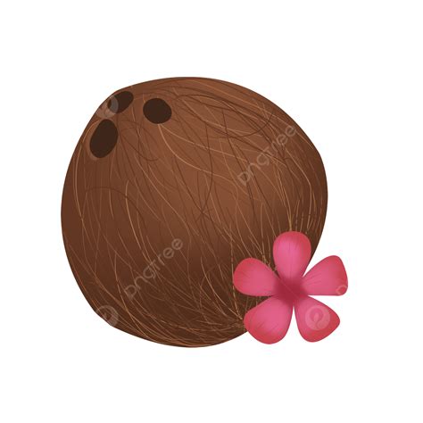Whole Coconut Clip Art