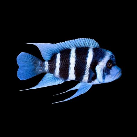 Frontosa Cichlid 1"+ | Each