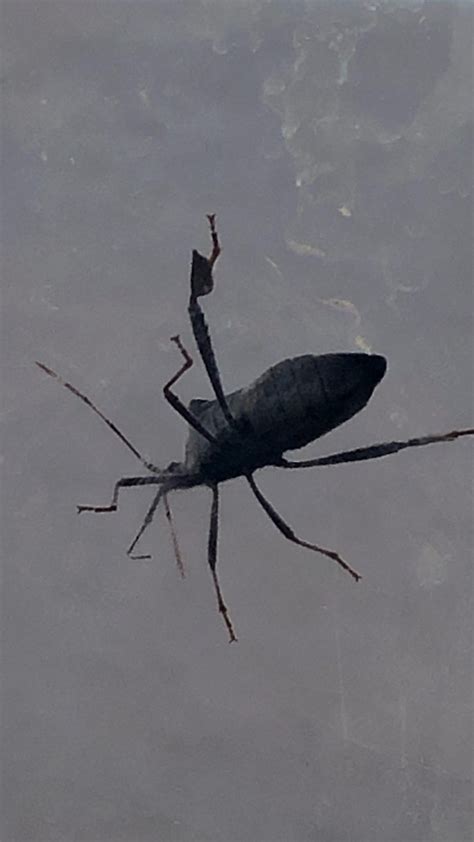 Emily Long murder-suicide: Mother kills husband, two kids then herself ...