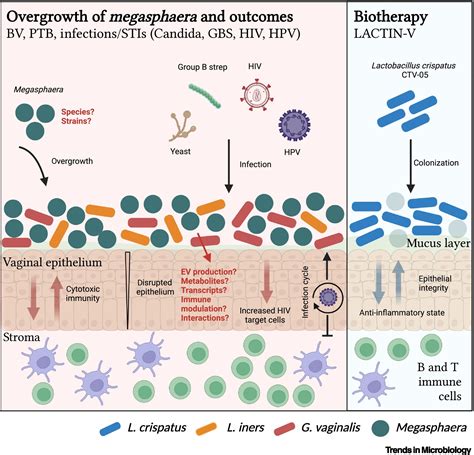 Targeting Megasphaera species to promote cervicovaginal health: Trends ...