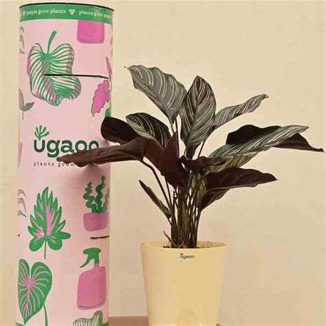 Buy Ugaoo Calathea Sanderiana Plant Online in India | Vaaree