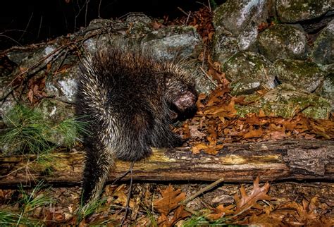 Learn about porcupines | Mass.gov