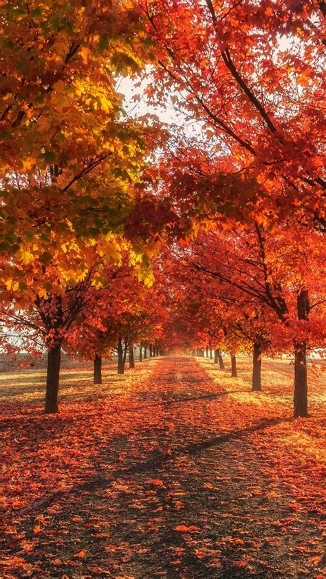 fall wallpaper home screen