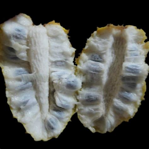 Annonilla (Annona hypoglauca) Fruit Plant – veliyathgardens