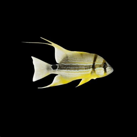 Image result for High Fin Snapper