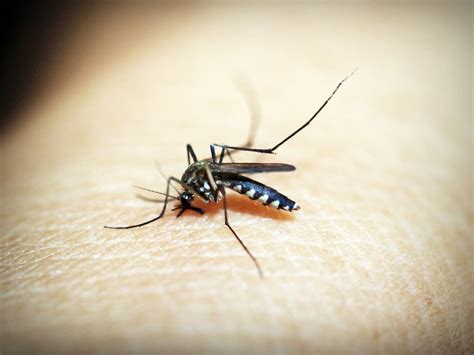 Lymphatic Filariasis Elimination By 2027: Health Secretary Launches ...