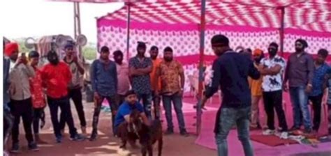 Video of three goats being strangled with a sword in Morbi goes viral ...
