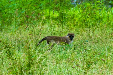 Top 10 Amazing Barbados Animals | Barbados Wildlife | Inspiring Travel