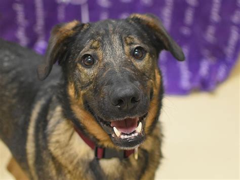 Adoptable dogs - oregonlive.com