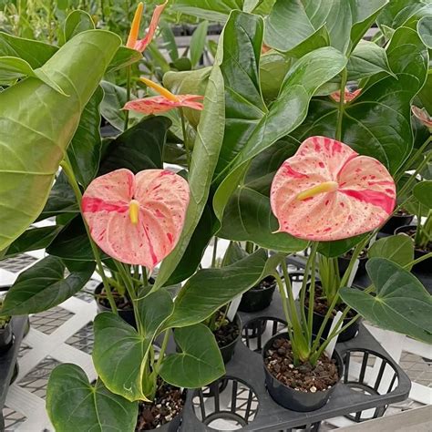 Heirloom Non-GMO Anthurium Bonsai Flower Seeds for Planting – Exotic ...