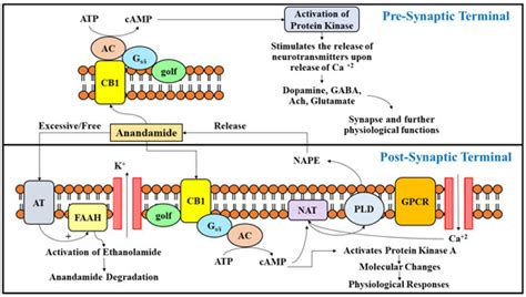Exploration of Multiverse Activities of Endocannabinoids in Biological ...