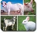 Animal Husbandry :: Home