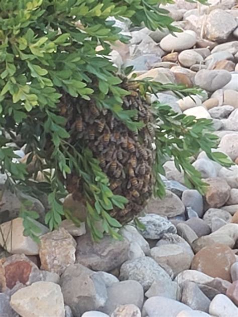 We have a nest under one of our bushes outside : r/McDonaldsEmployees