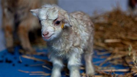 Kashmir scientists clone rare cashmere goat | Fox News