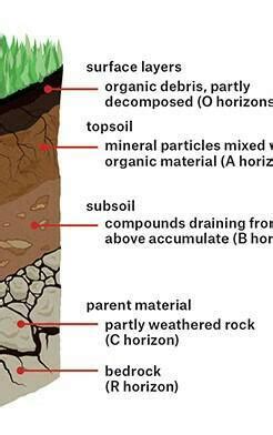 explain the formation of soil with the help of a labelled diagram ...