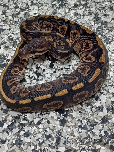 Image result for Goblin Ball Python