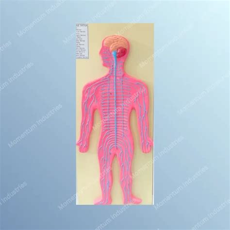 Nervous System Models - MI Human Nervous System - Small Model Trader ...