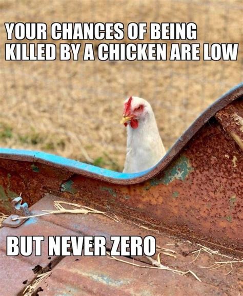 Funny Chicken Memes Humor