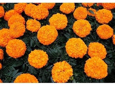 VibeX ™ GBPUAT-127 Marigold Inca | Dwarf Variety | F1 Hybrid Seed Price ...