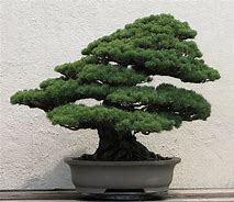 bonsai 的图像结果