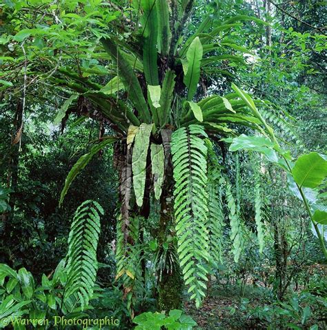 Forest Floor Plants In The Amazon Rainforest at Robin Bradley blog