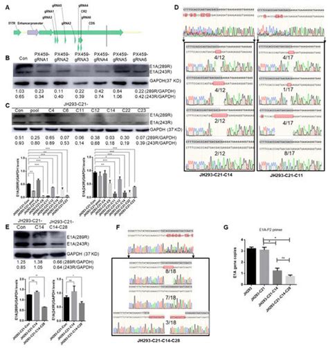 A New HEK293 Cell with CR2 Region of E1A Gene Deletion Prevents the ...