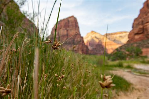 The Narrows Hike in Zion National Park in Zion, Utah