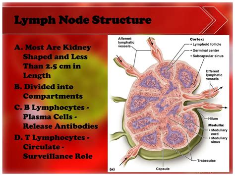 Lymphatic System Overview 的图像结果