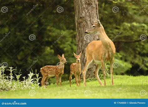 Family Of Deer