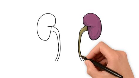 How to Draw Kidney in Easy Way 的图像结果