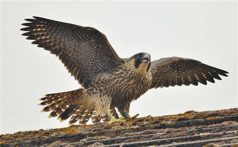 «FALCO PEREGRINUS» HD wallpapers