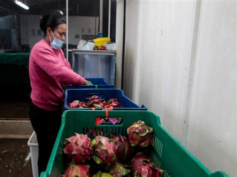 300,000 ton Vietnamese dragon fruit await buyers as China clamps down ...