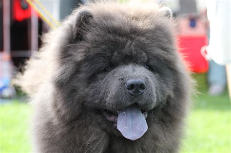 Chow Chow Blue