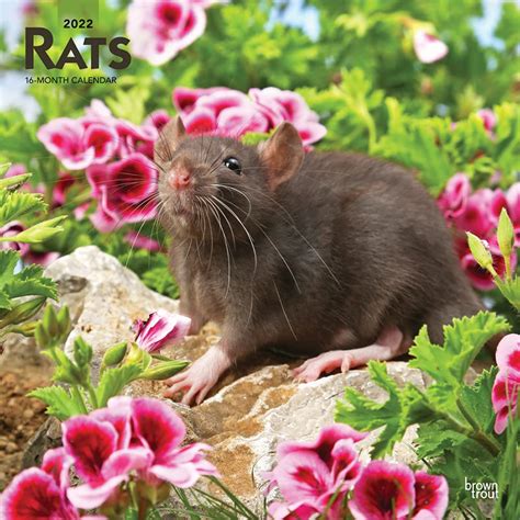 Rats 2022 Square : Amazon.in: Books