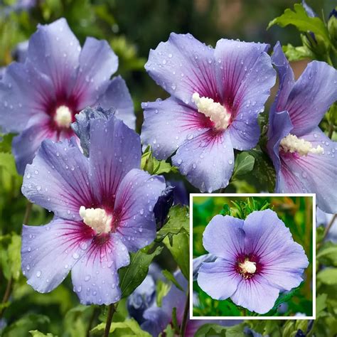 Purple Colour Hybrid Hibiscus Joba Gudhal Flower Live Plant (1-2 Feet ...