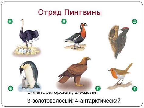 Класс Птицы Отряды птиц - скачать презентацию