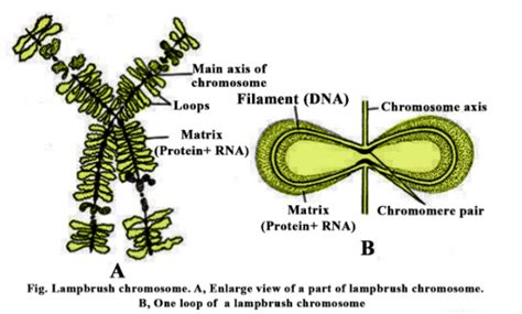 special chromosomes in biology: Definition, Types and Importance | AESL