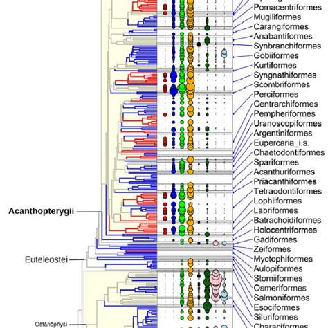 Image result for Phylogenetic Tree Examples