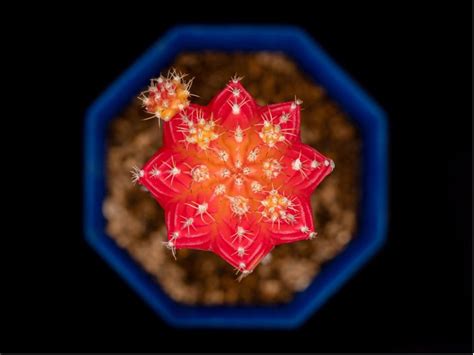 Moon Cactus Plants - How To Grow A Moon Cactus