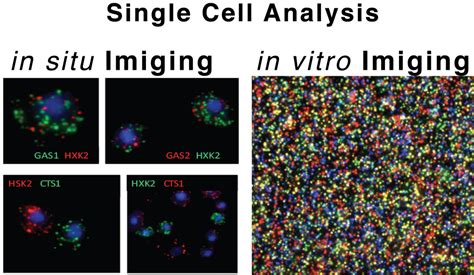Single Cell Analysis Free Software 的图像结果