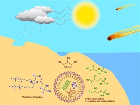 The Role of Glycerol and Its Derivatives in the Biochemistry of Living ...