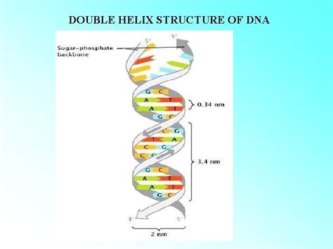 DNA Examples 的图像结果