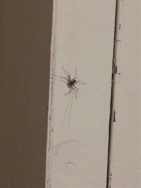 species identification - What insect is this? Looks like a spider but ...